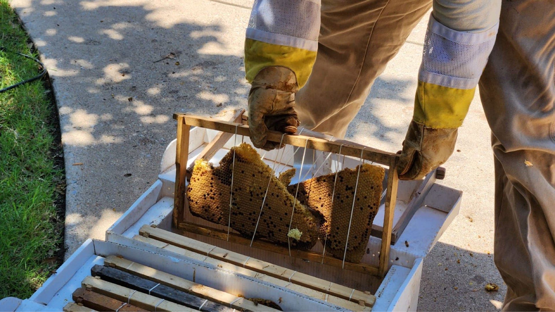Beekeeper transferring salvaged comb into a hive box
