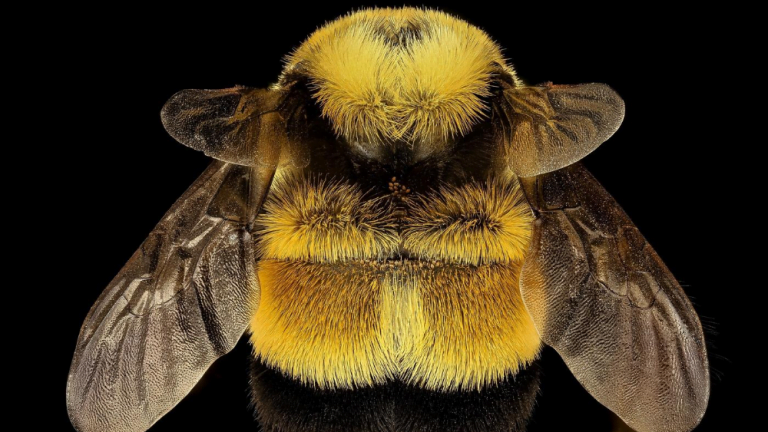 Queen Bee Dallas Bee Removal