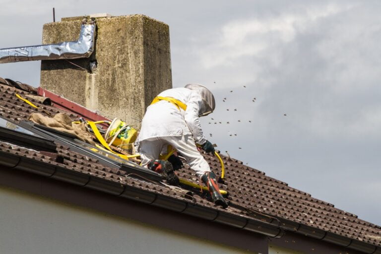bee removal man on a roof